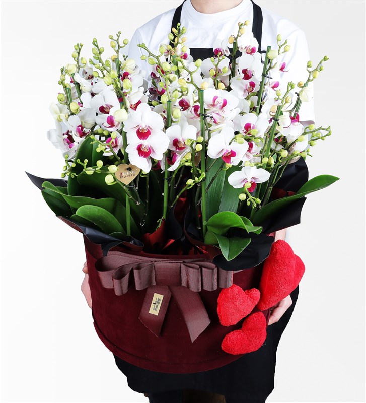 Giant Duetto Orchids in a Giant Plush Heart Box
