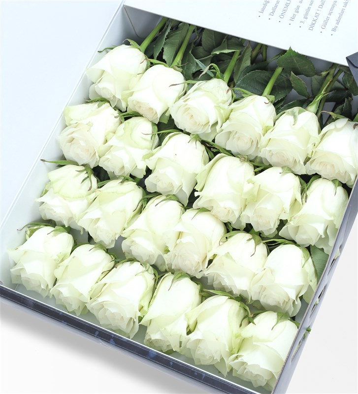 24 White Roses in a Sapphire Box
