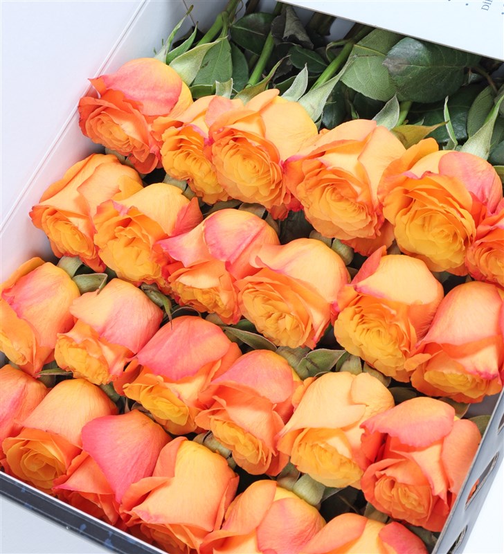 24 Orange Roses in a Sapphire Box