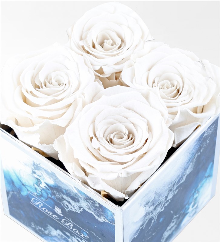 Aquamarine - Set of 4 White Everlasting Roses