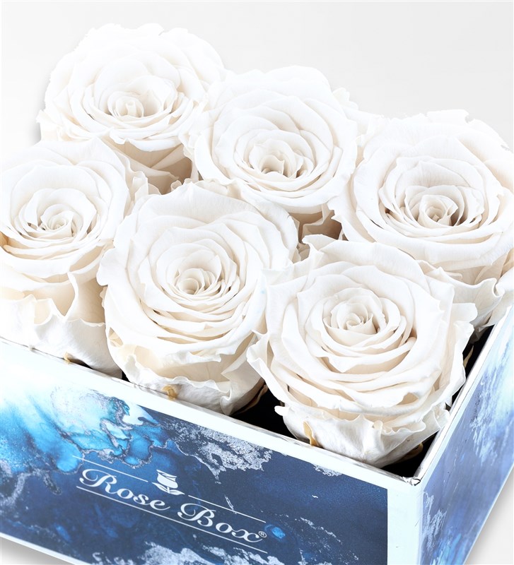 Aquamarine - Set of 6 White Everlasting Roses