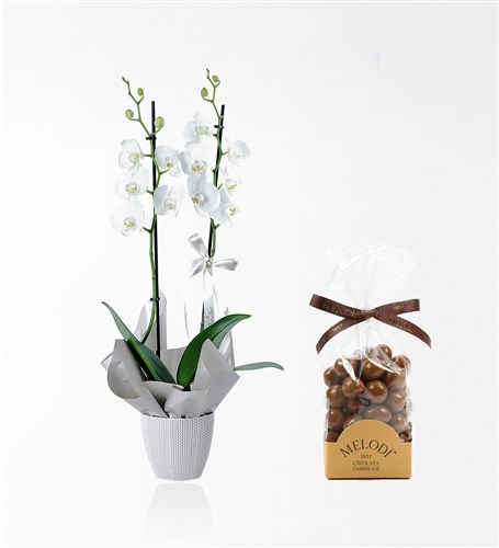 2-Stem White Orchid + Milk Chocolate Hazelnut Dragees