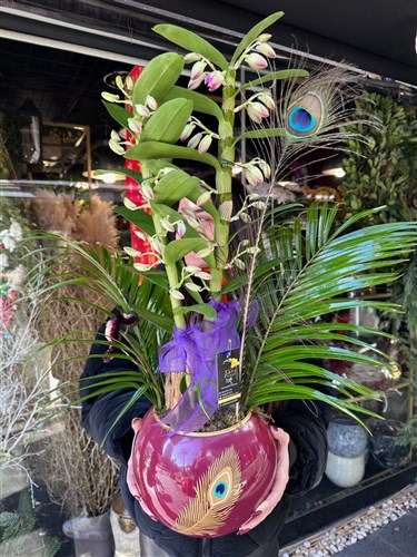 Dendrobium VİP