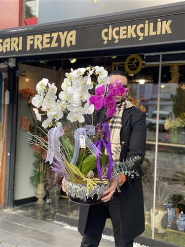 V.I.P Orchids 6 dallı