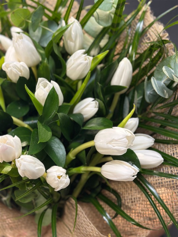 White Tulips Beyaz Lale