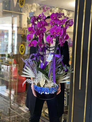 Las Palmas Orchids