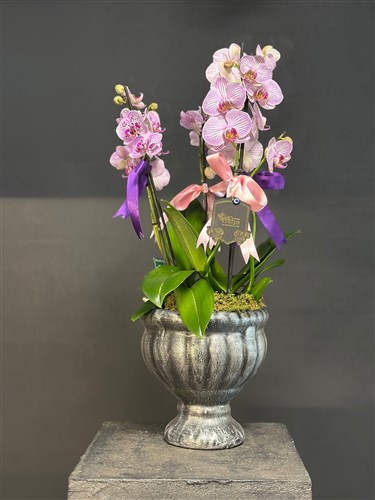 Phalaenopsis Pembe Orkide