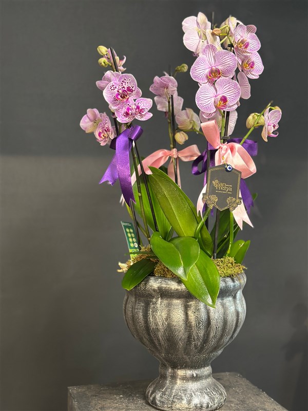 Phalaenopsis Pembe Orkide