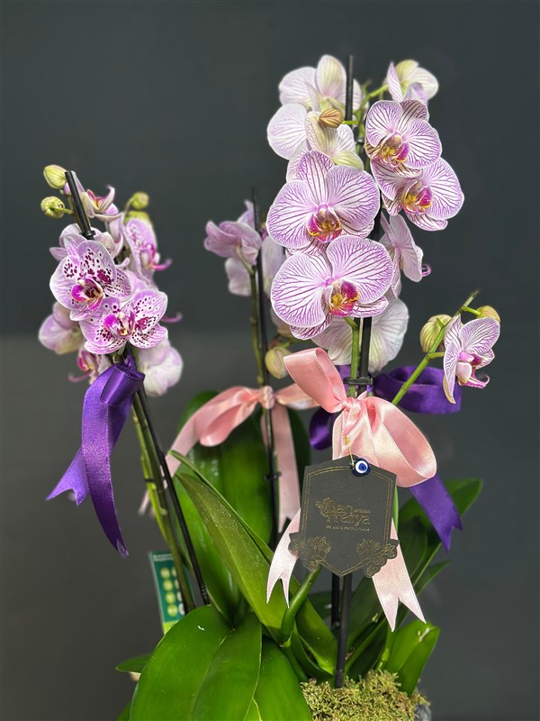 Phalaenopsis Pembe Orkide
