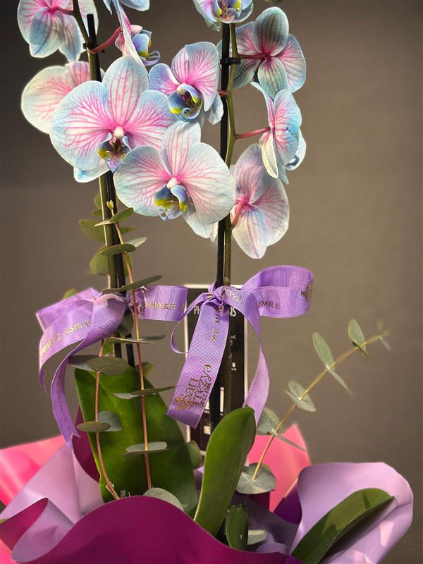 Blue Wonder 2 dallı Orkide