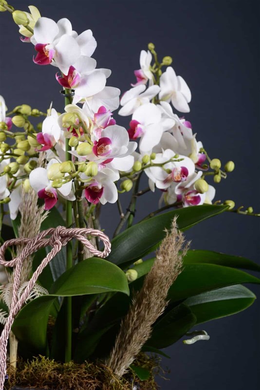 White Belissimo Orchid