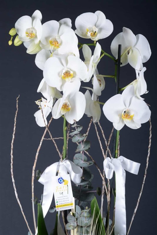 Delux Beyaz Orkide 2 dallı Hollanda