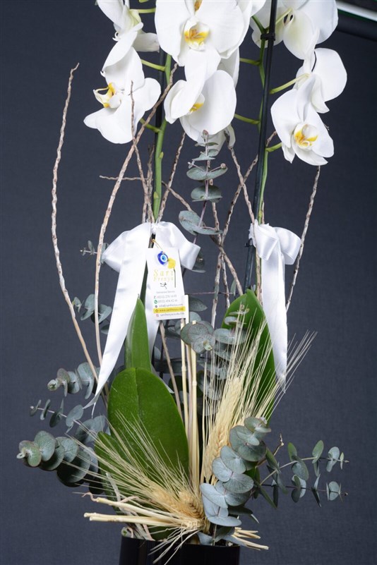 Delux Beyaz Orkide 2 dallı Hollanda