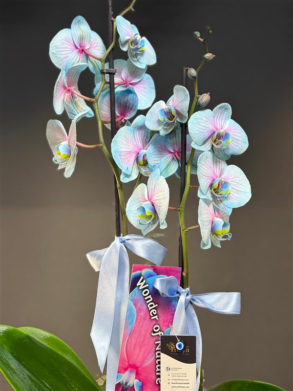 Blue Wonder Orchids
