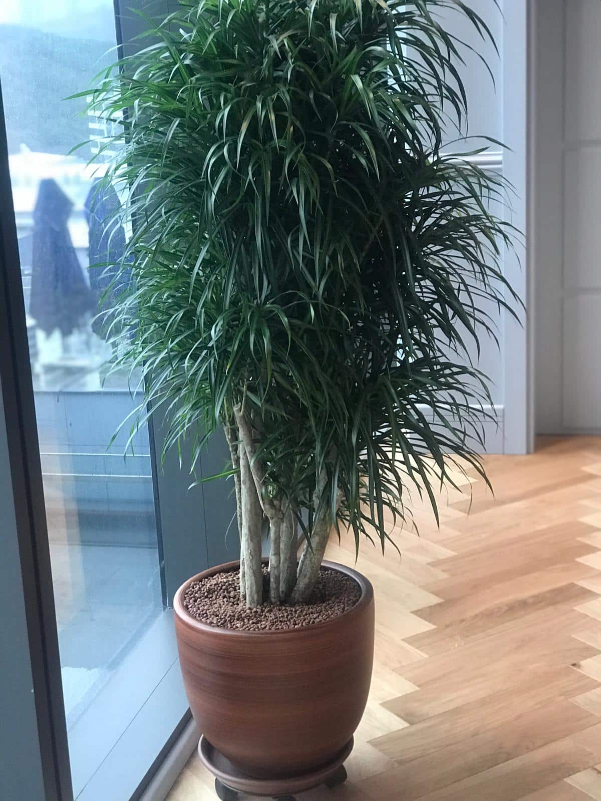 Dracena Anita | Sar Frezya - stanbul Online Lks iek Siparii
