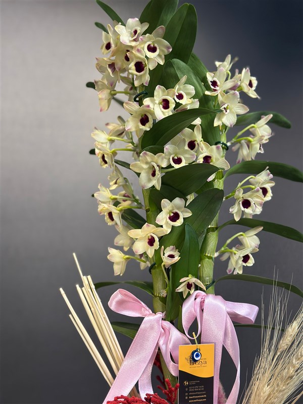 Dendrobium Saksı