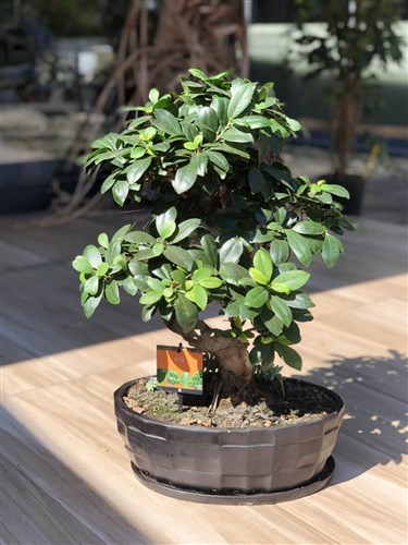 Bonsai | Sar Frezya - stanbul Online Lks iek Siparii