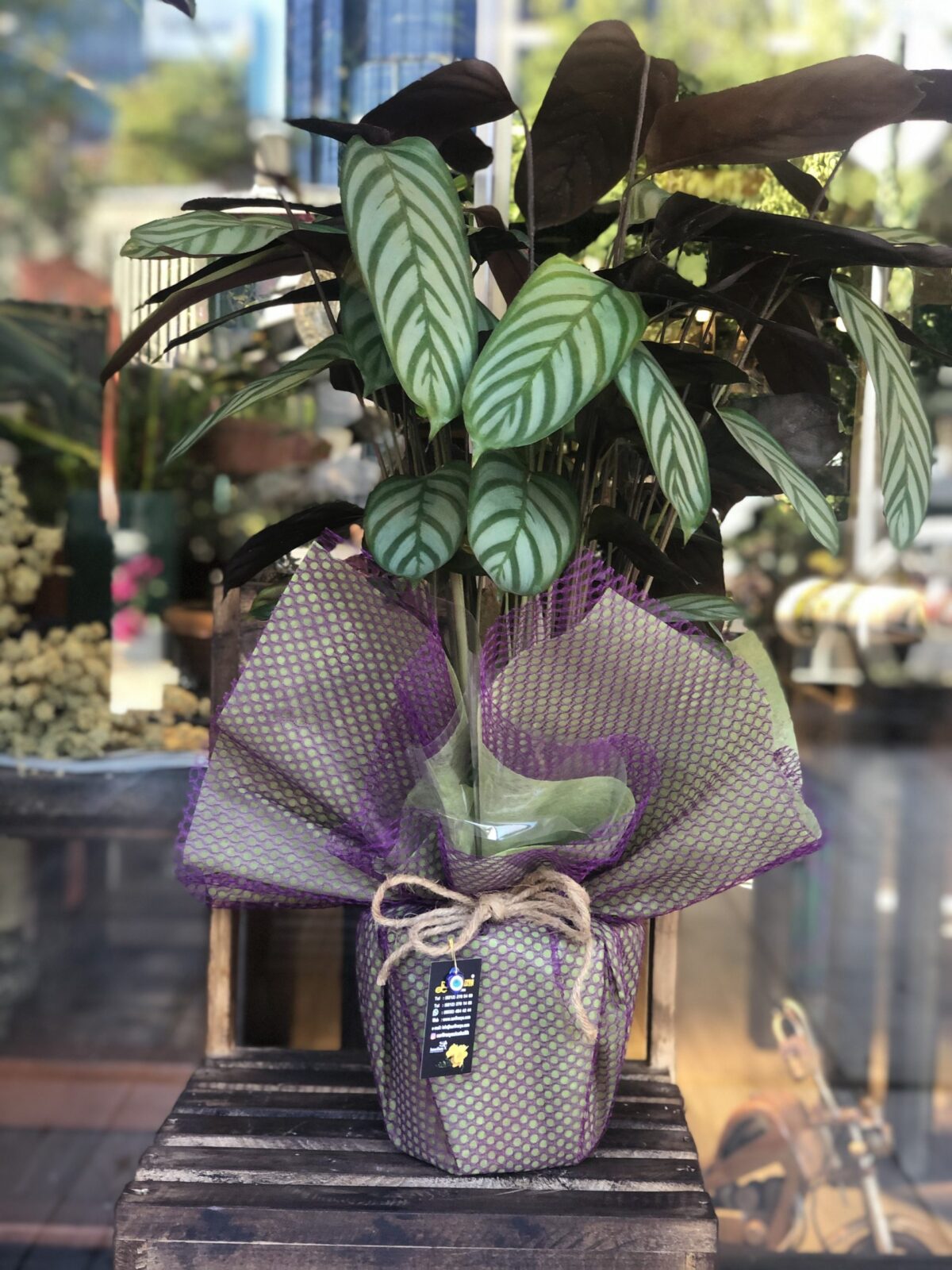 Calathea (Dua iei) | Sar Frezya - stanbul Online Lks iek Siparii