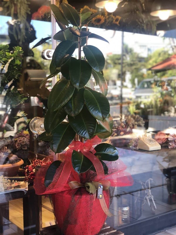 Kauçuk Çiçeği (Ficus Elastica)