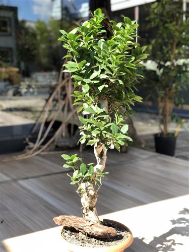 Bonsai | Sar Frezya - stanbul Online Lks iek Siparii