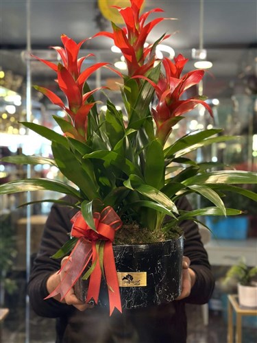3lü Guzmania Bitki