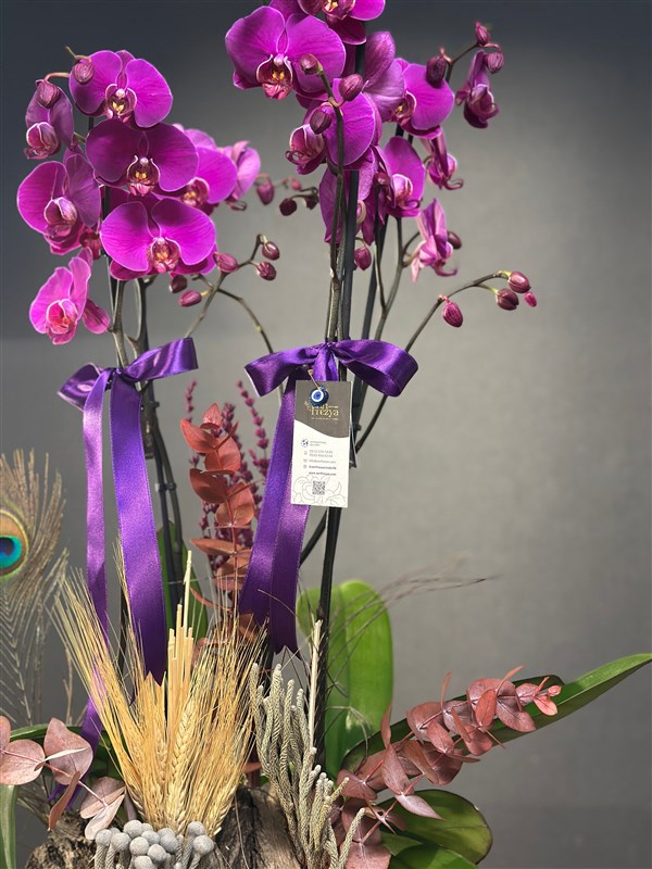 Özel Kasede 4 Dallı Fuşya Hollanda orkidesi