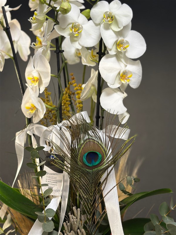 Özel Kasede 4 dallı Hollanda Orkidesi