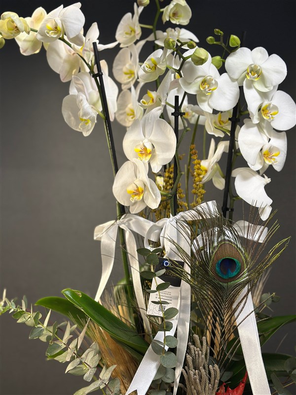 Özel Kasede 4 dallı Hollanda Orkidesi