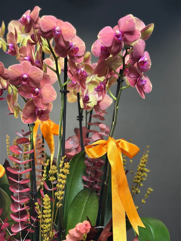 8 dallı SurfSong Orkide