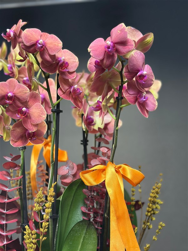 8 dallı SurfSong Orkide