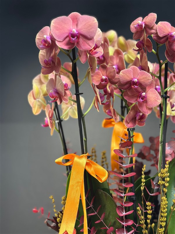 8 dallı SurfSong Orkide