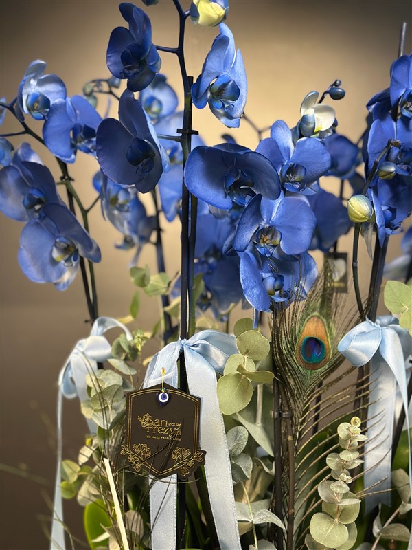 10 dallı Mavi Orkide Özel Saksıda