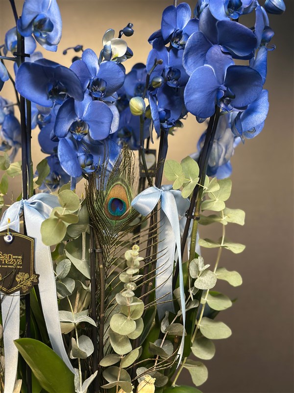 10 dallı Mavi Orkide Özel Saksıda