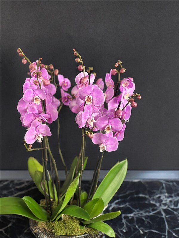8 Dallı Pembe Hollanda Orkideleri