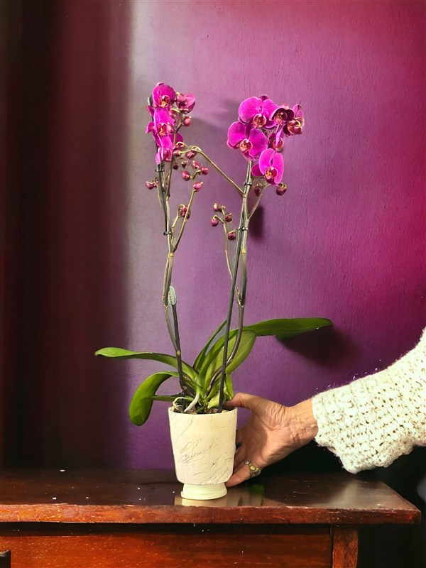2 dallı Fuşya Hollanda Orkidesi