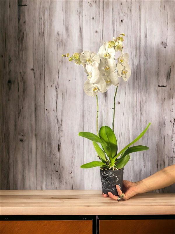 2 dallı Beyaz Hollanda Orkidesi