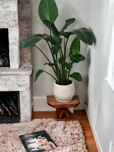 alocasia yucatan princess variegata Alocasia sarawakensis 'Yucatan Princess' Variegata – Variegated Giant main image 1