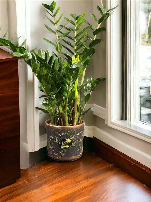 Zamia Seramik Vazoda