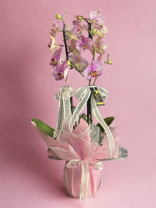Pembe Damarlı Phalaenopsis Orkide