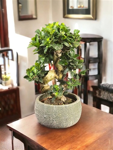 S Gövdeli Ginseng Bonsai Beton Saksıda