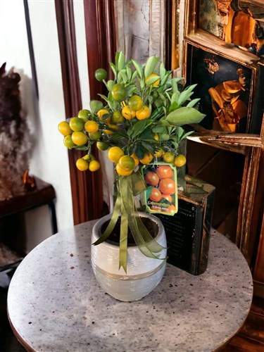 Citrus Mandalina Özel saksıda