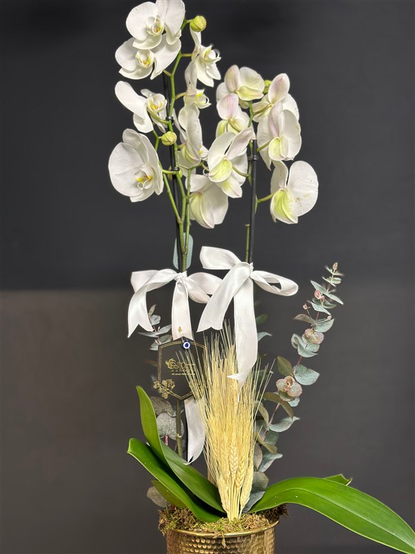Retro Kadehte Beyaz Orkide
