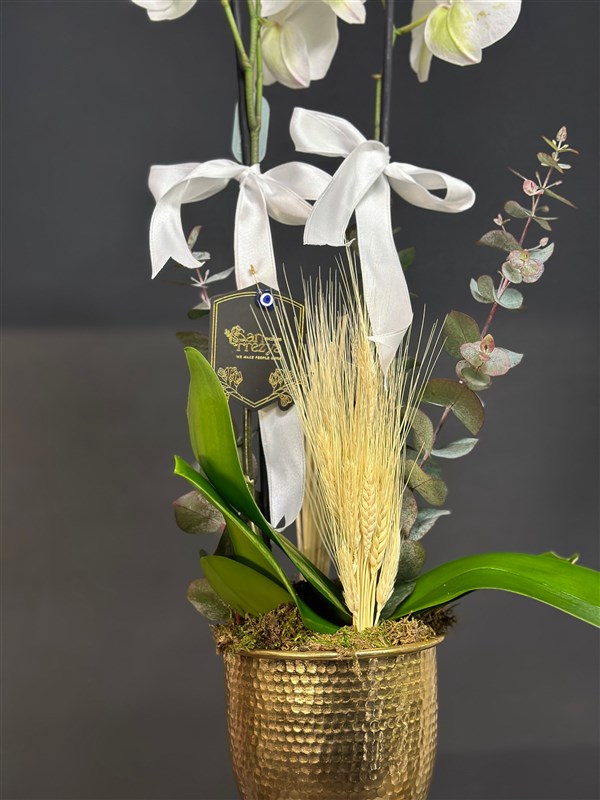 Retro Kadehte Beyaz Orkide