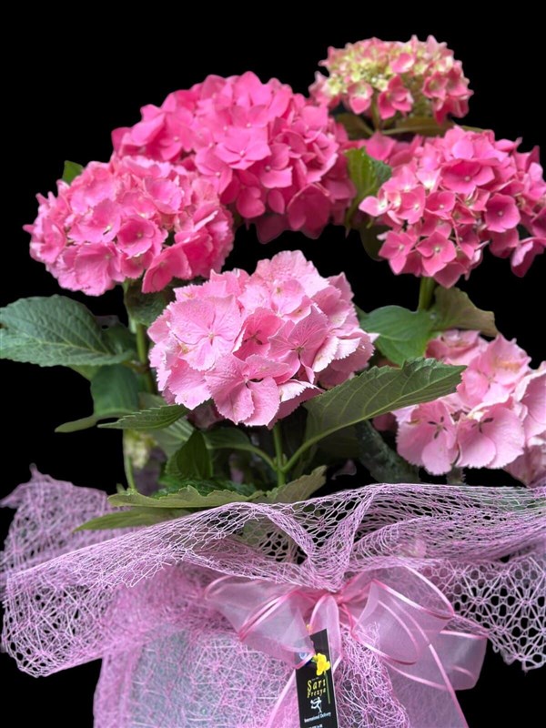 Ortanca (Hydrangea macrophylla)