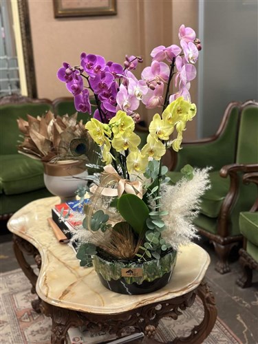 Luxury Orkide (Orchids)