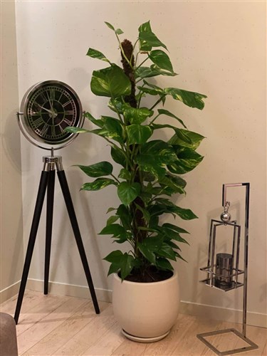 Patos( Pothos) Salon Sarmaşığı