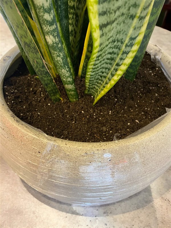 Paşa Kılıcı Peygamber Çiçeği - Sansevieria - Kılıç Çiçeği (95 Cm)