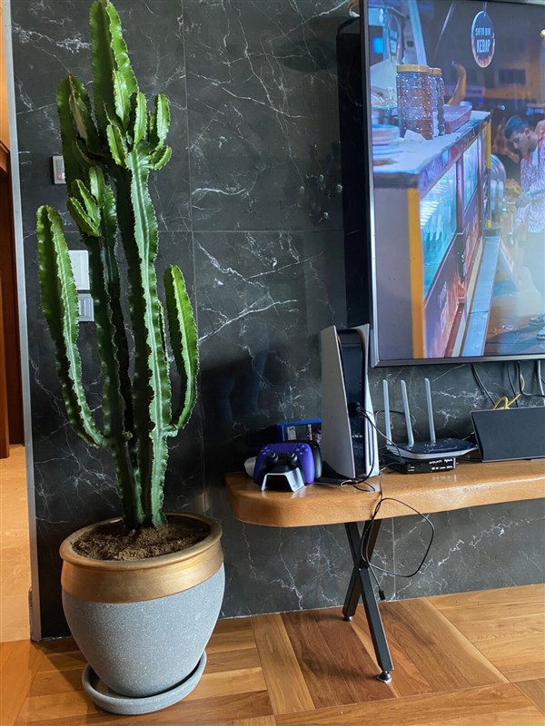 Euphorbia İngens - Cowboy Cactus( Mexico )