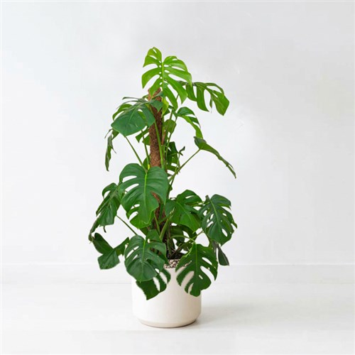Monstera Plant