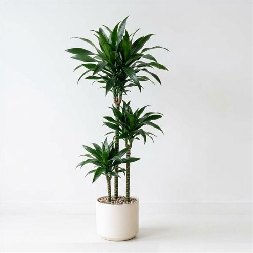 Dracaena Plant